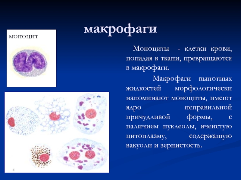 Эритроциты макрофаги. Клетки крови макрофаги лейкоциты. Моноциты и макрофаги. Макрофаги это клетки. Макрофаги в тканях.