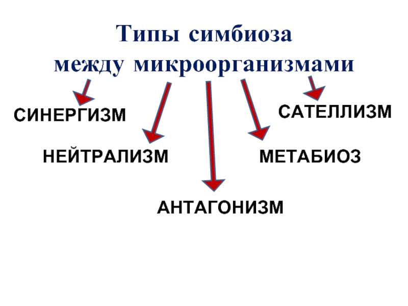 Формы взаимоотношений микроорганизмов. Типы симбиоза между микроорганизмами. Формы симбиоза микроорганизмов. Формы симбиотических взаимоотношений между микроорганизмами. Типы симбиоза микробиология.