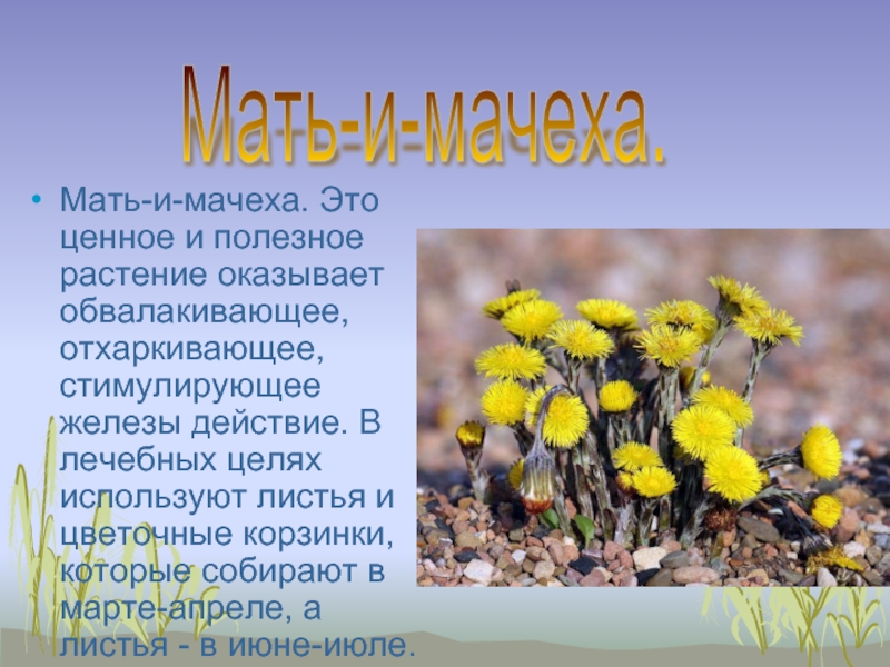 Мать и мачеха это антонимы. Цветок мать-и-мачеха описание. Мачеха кто это. Мачеха.