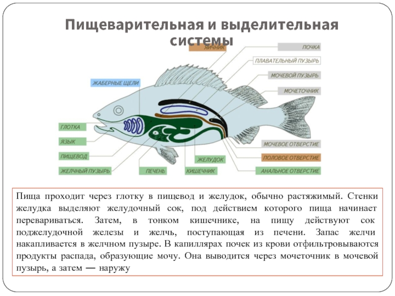Особенности внутреннего строения щуки. Выделительная система рыб схема. Внутреннее строение рыбы выделительная система. Пищеварительная и выделительная система рыб. Внутреннее строение рыбы пищеварительная система.
