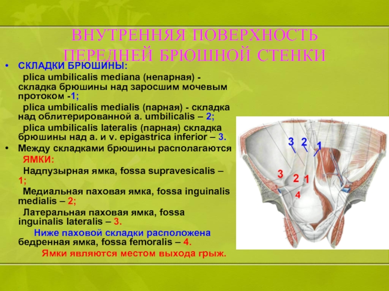 Большая и малая складка брюшины 7 букв