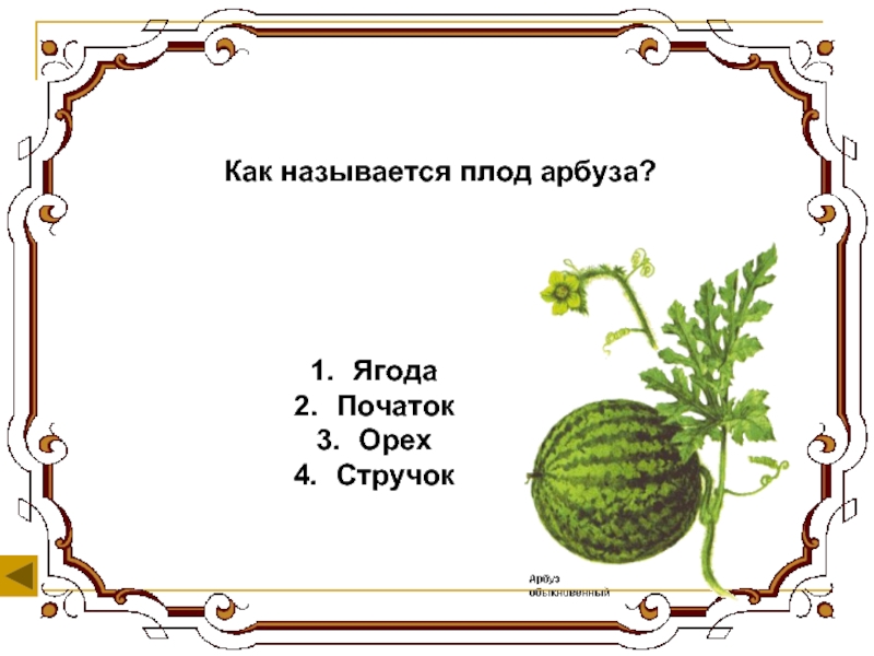 Арбуз это ягода или овощ. Как называется плод арбуза. Арбуз название плода. Арбуз вид плода. Какой Тип плода у арбуза.