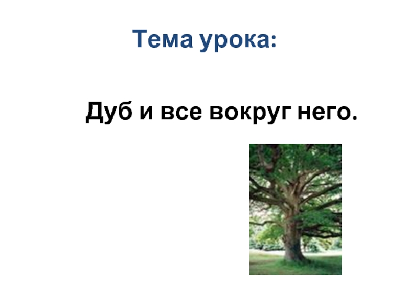 Тема дубах. Дуб на уроке. Дуб урок в 5 классе презентация. Любая тема урока. Фото слова тема урока.