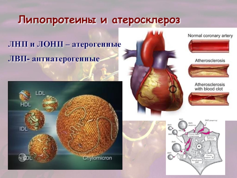 Презентация атеросклероз биохимия