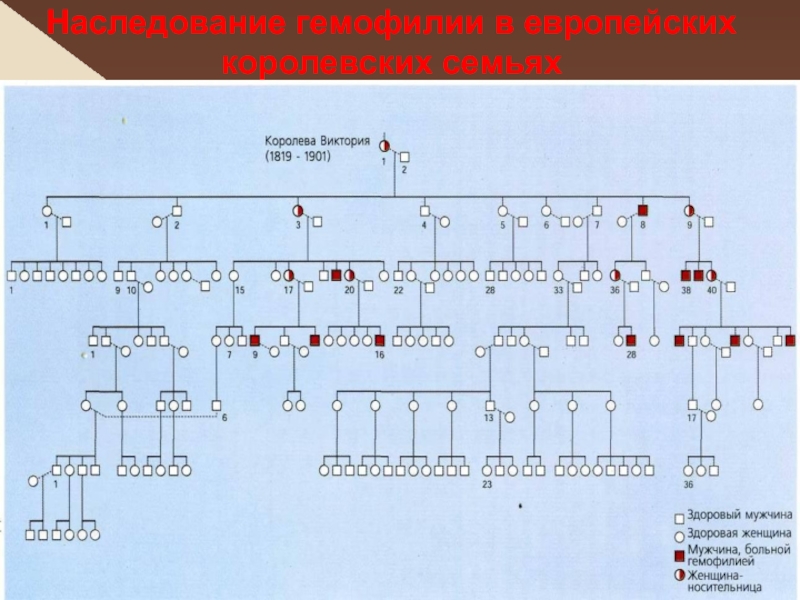 Схема наследования гемофилии