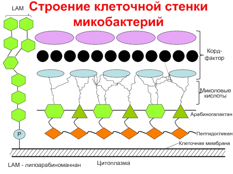 Строение микобактерии туберкулеза схема