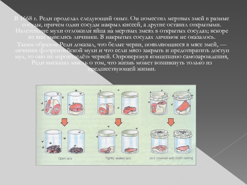 Эксперимент реди. Гипотеза самопроизвольного зарождения жизни презентация. Опыт ф реди. Опыты ф реди доказали.