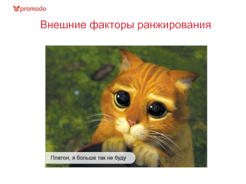 Заставить прийти. Miss you Cat. I Miss you Cat. Cat Shrek memes. Cat meme i Miss you.