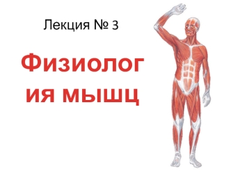 Физиология мышц. Лекция 3