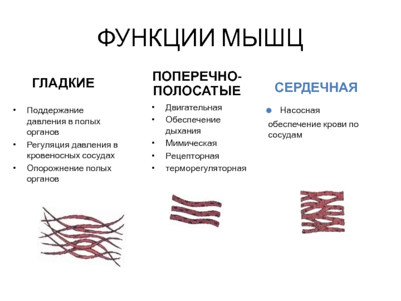 Сокращение поперечно полосатой мускулатуры. Функции поперечно полосатой мускулатуры. Гладкие мышцы. Гладкая мускулатура сосудов. Гладкие и поперечно полосатые мышцы.