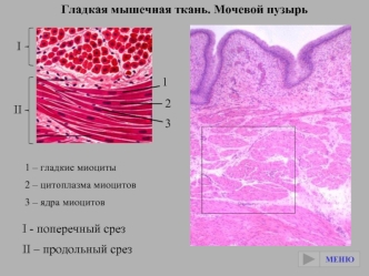 Гладкая мышечная ткань. Мочевой пузырь