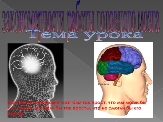 закономерности работы головного мозга