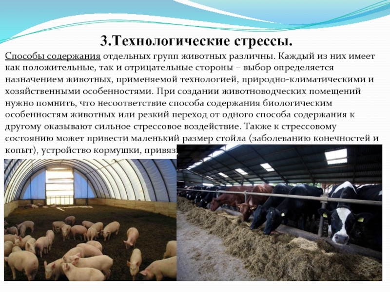 Реферат: Стресс сельскохозяйственных животных