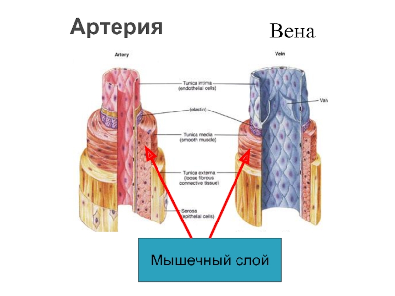 Слои мышц. Слои вены. Вена слои. Вены слои Tunica.