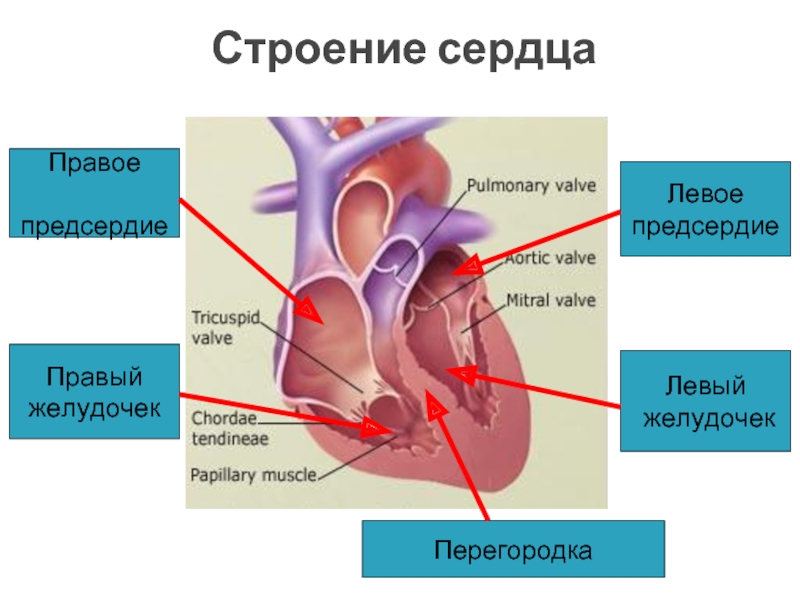 Неполная перегородка в сердце рептилий