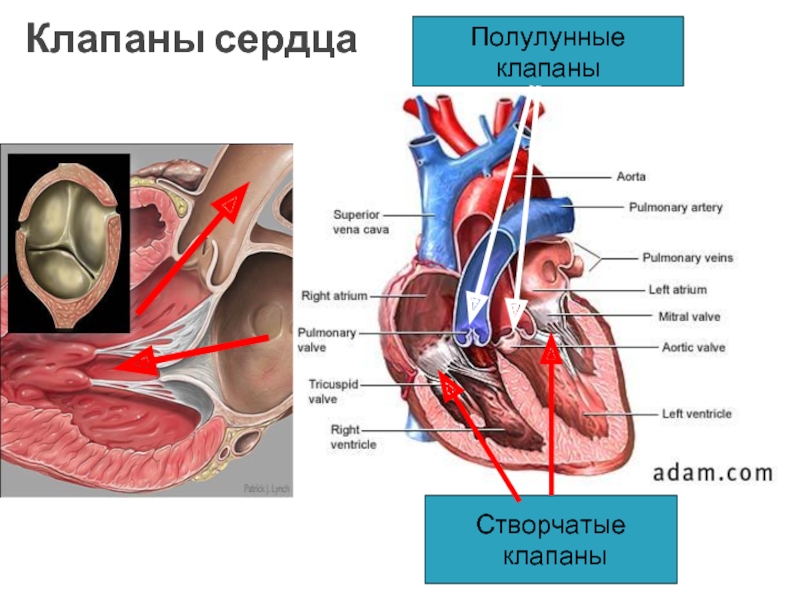 Створчатые клапаны сердца. Полулунный клапан сердца. Митральный клапан и полулунный клапан. Клапаны сердца полулунный створчатый. Аортальный полулунный клапан.