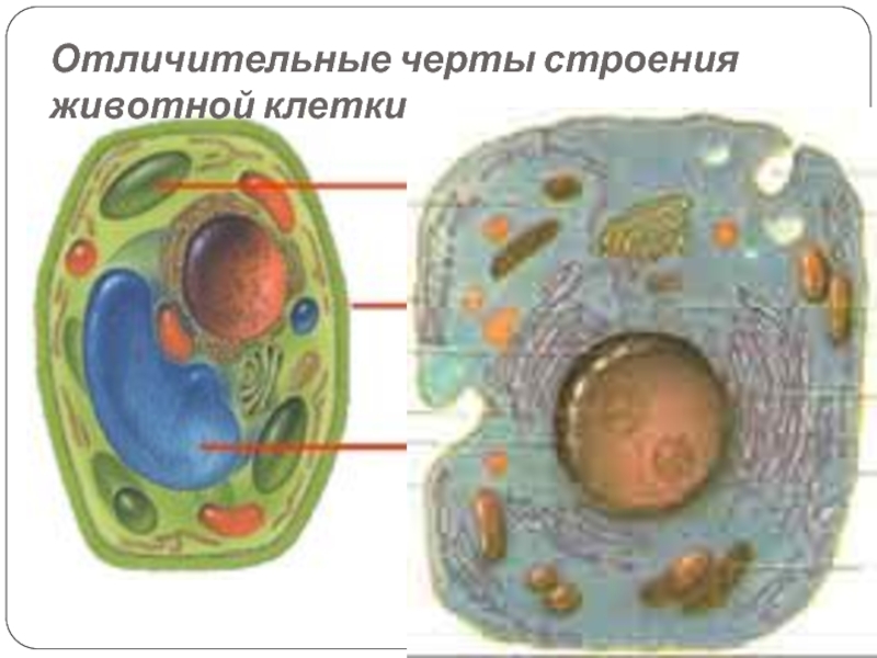 Чем отличаются клетки растений и животных. Различные клетки животных. Растительные и животные клетки отличаются. Клетка царства животных. Клетки животных характеризуются.