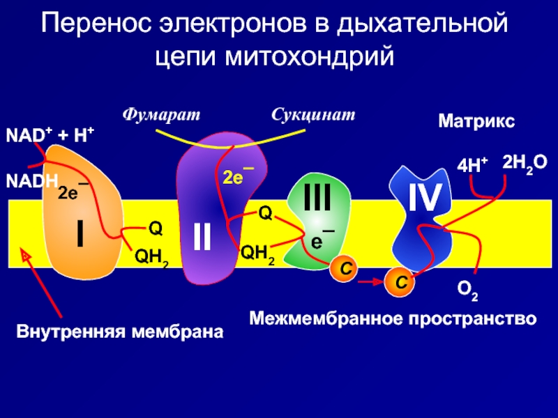 Цепь транспорта электронов. АТФ синтаза в митохондрии. Комплексы цепи переноса электронов в митохондриях. Комплекс v дыхательной цепи митохондрий. Цепь переноса электронов биохимия.