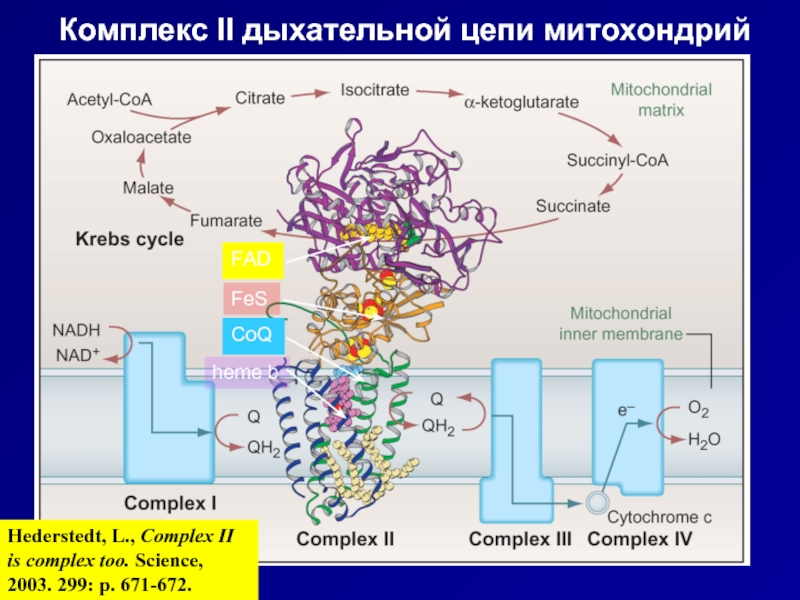 Цпэ биохимия. Дыхательная цепь с цитохром p450. Комплексы дыхательной цепи митохондрий. Комплексы ферментов дыхательной цепи митохондрий. 4 Комплекс дыхательной цепи.