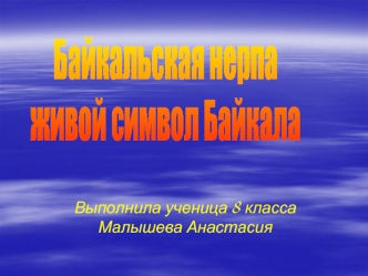 Байкальская нерпа
живой символ Байкала