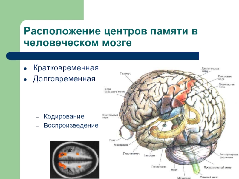 Память в каком отделе мозга. Память структуры мозга. Центр памяти в головном мозге. Центр кратковременной памяти. Центр кратковременной памяти в головном мозге.