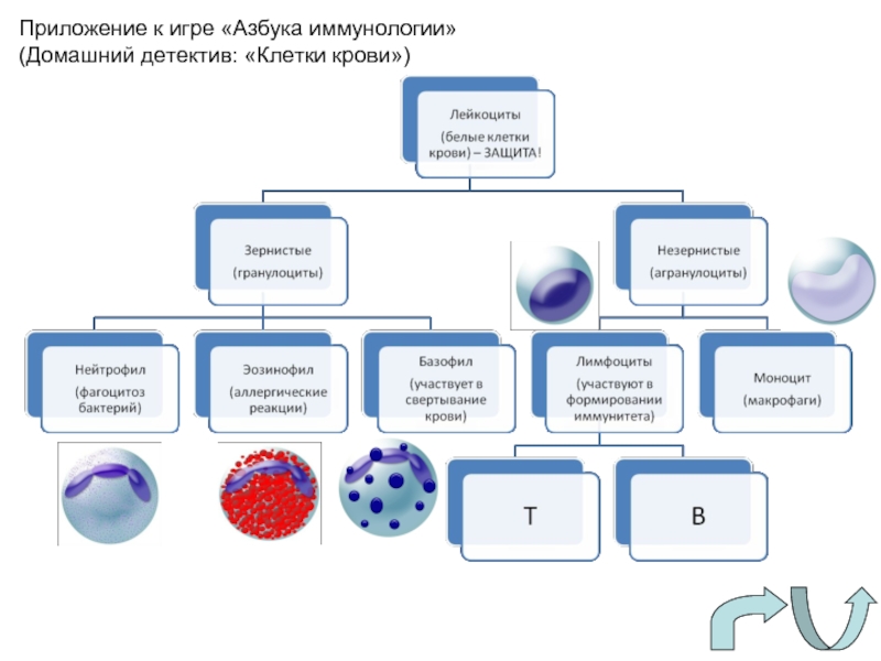 Тест по иммунологии. Какой орган контролирует уровень клеток крови. Иммунология клетки крови. Вопросы по иммунологии. Объекты исследования в иммунологии.