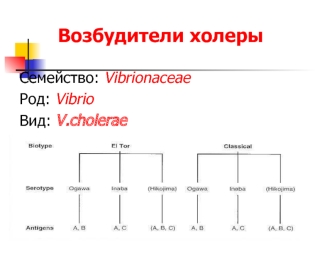 Возбудители холеры