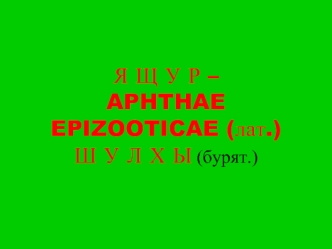 Я Щ У Р –APHTHAE EPIZOOTICAE (лат.)Ш У Л Х Ы (бурят.)