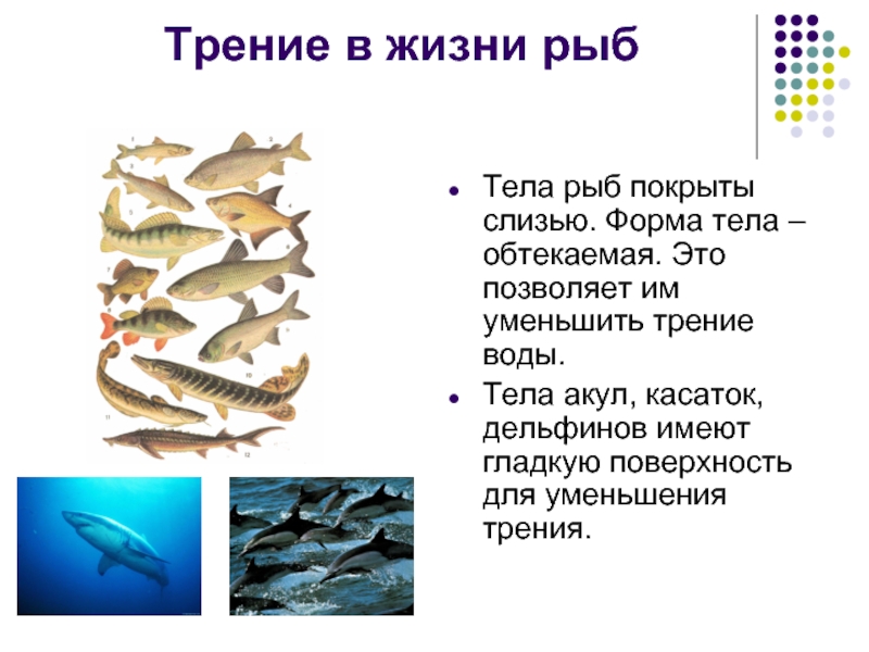 Рыбы примеры 3 класс. Форма тела рыб. Обтекаемая форма тела. Обтекаемая форма тела акулы – модель для создания.. Чем покрыто тело рыбы.