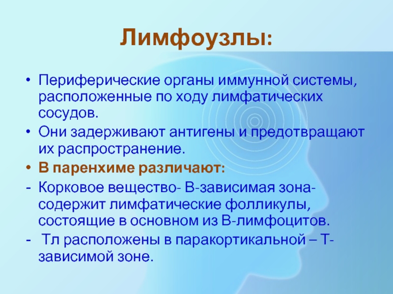 Иммуноцитопоз в т и в зависимых зонах периферических лимфатических. Лимфоузлы отвечают на антигены?.