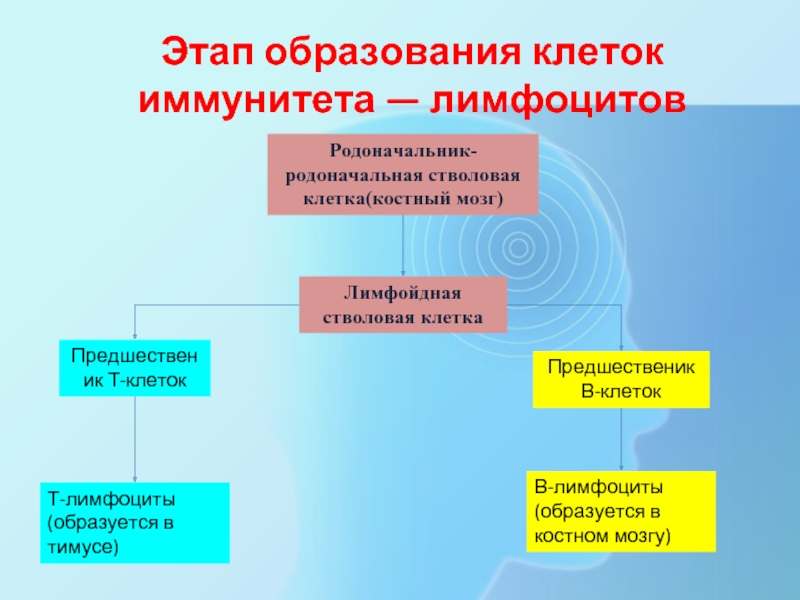 Образование клеток. Этапы образования иммунитета. Этапы образование клеток. Представление о стволовой родоначальной клетки. Группа клеток образовавшихся из одной родоначальной клетки.