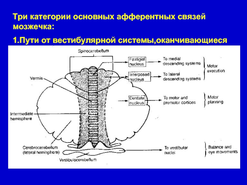 Вестибулярные ядра ствола мозга это вторичный центр. Проводящие пути мозжечка. Ядра мозжечка схема. Ядра спинного мозга таблица. Мозжечок вестибулоцеребеллум.