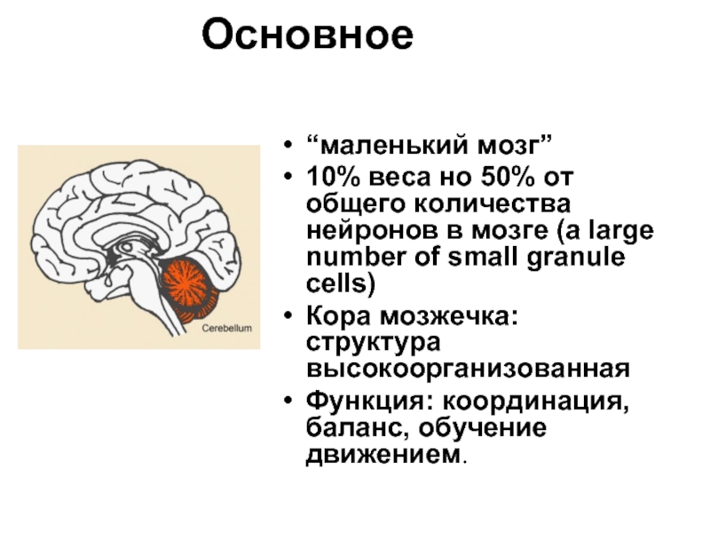 Крохотный мозг. Маленький мозг.