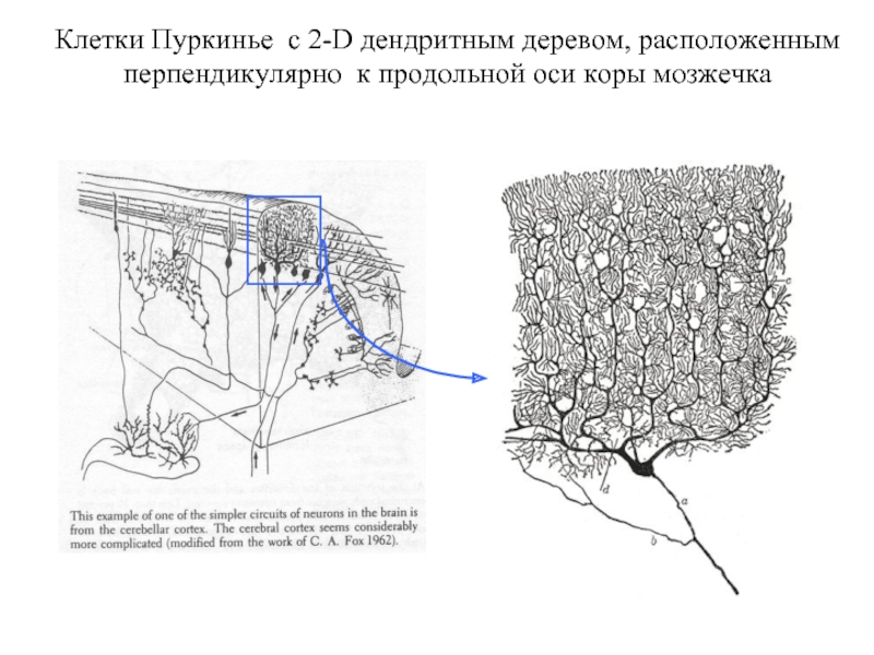 Клетки пуркинье рисунок