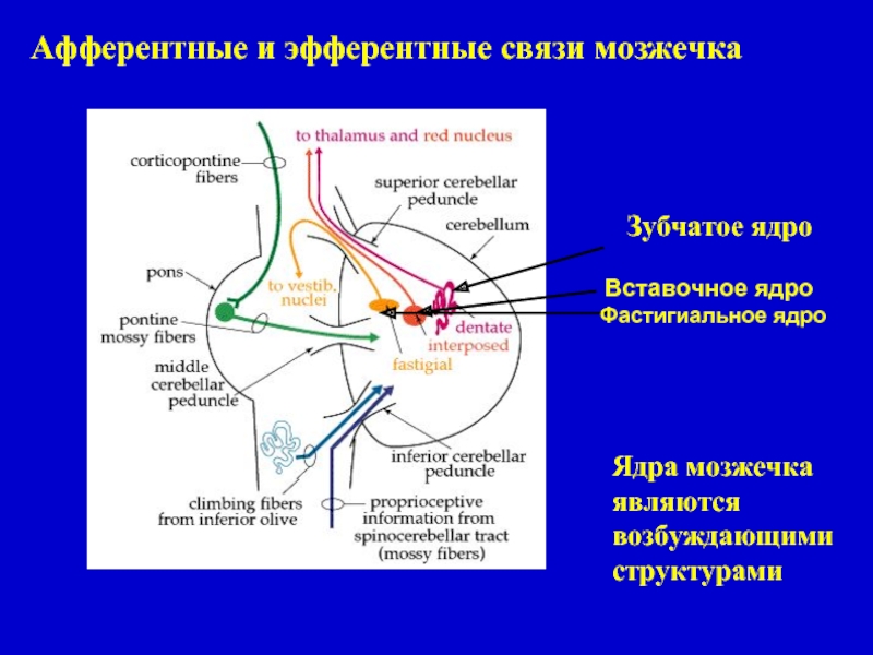 Афферентные и эфферентные пути. Афферентный путь и эфферентный путь. Афферентные и эфферентные пути мозжечка. Фастигиальное ядро.