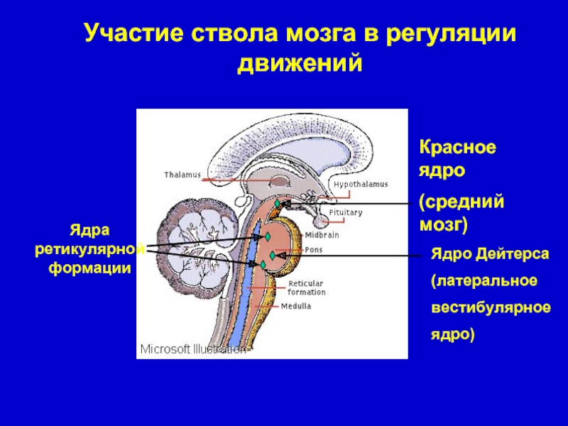 Вестибулярные ядра ствола мозга это вторичный центр