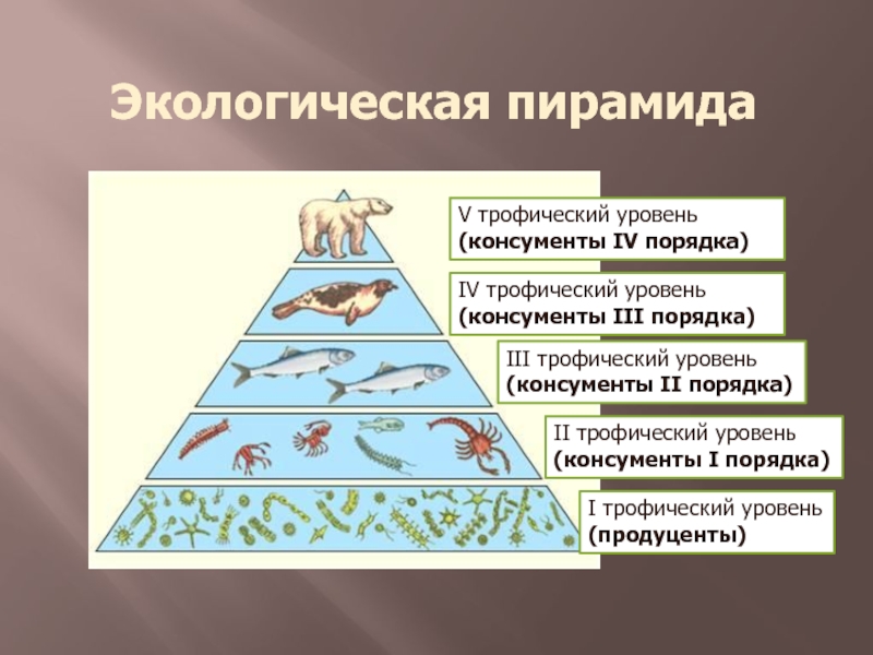 Какие организмы относят к консументам. Экологическая пирамида консументы продуценты. Экологическая пирамида редуценты. Консументы редуценты продуценты 1 и 2 порядка. Экологическая пирамида протументы.