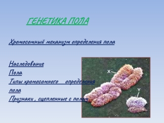 Генетика пола. Хромосомный механизм определения пола. Наследование пола