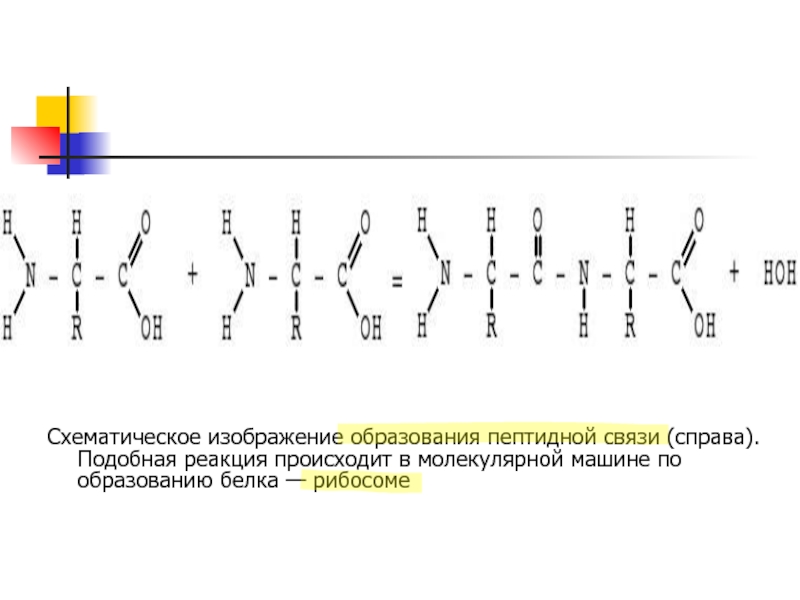 Образование белков. Схематическое изображение образования пептидной связи. Пептидная связь рисунок. Реакция образования белка. Пептидная связь в ДНК.