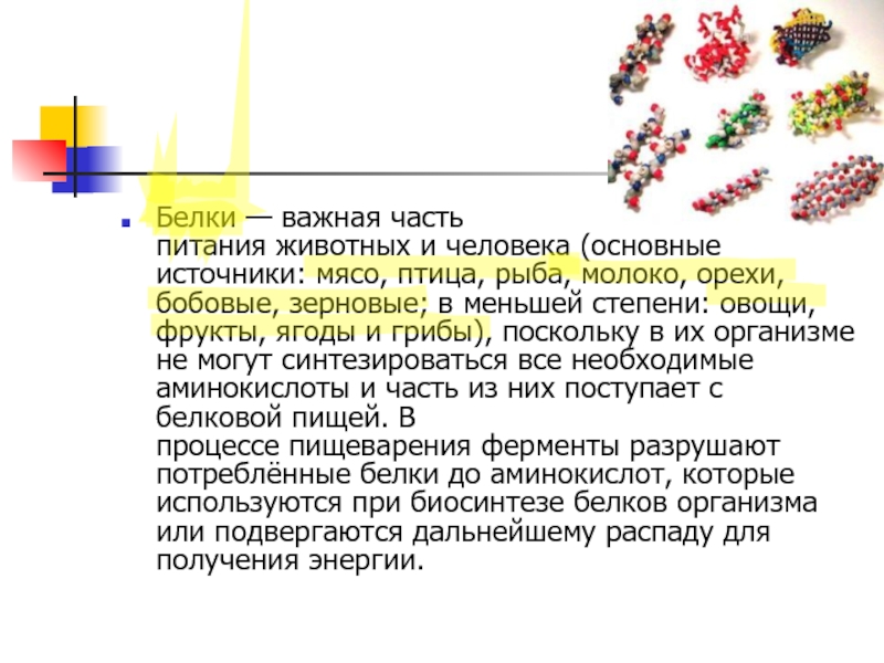 Важная белка. Белок важен.