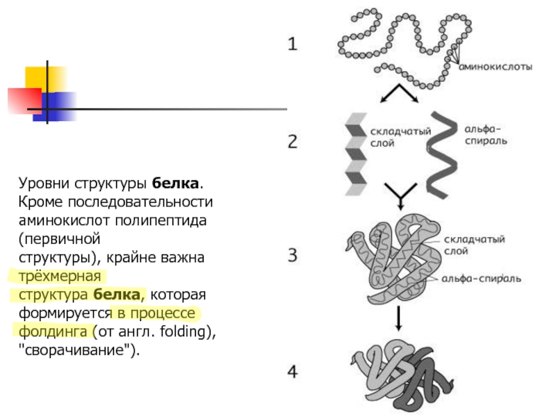 Отметь рисунок на котором представлена третичная структура белка