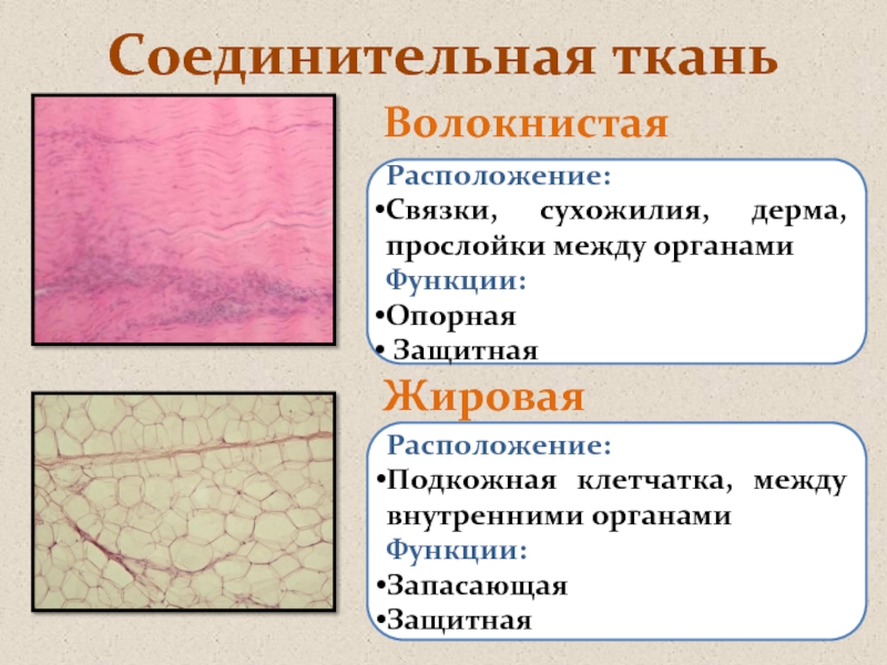 Соединительная волокнистая ткань рисунок