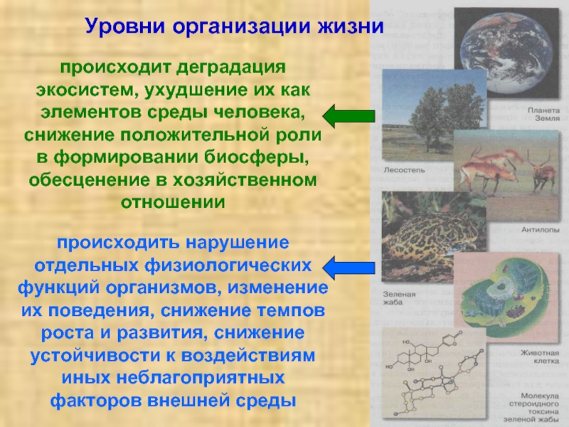 Влияние загрязнений на живые организмы презентация 11 класс