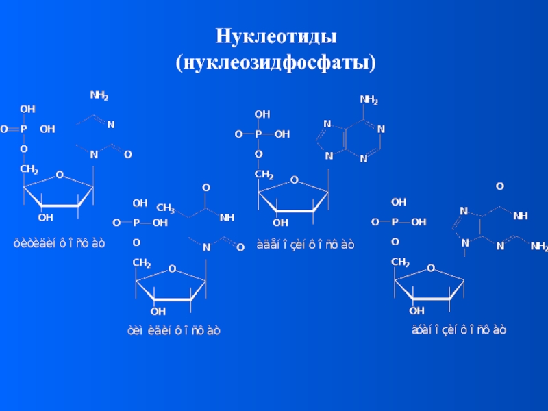 Нуклеотиды(нуклеозидфосфаты)