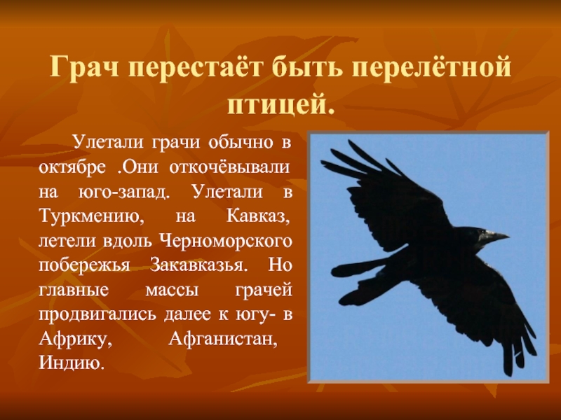 Лети лети вдоль. Грач Перелетная. Грач презентация. Грач Перелетная птица или нет. Грачи улетают на Юг.