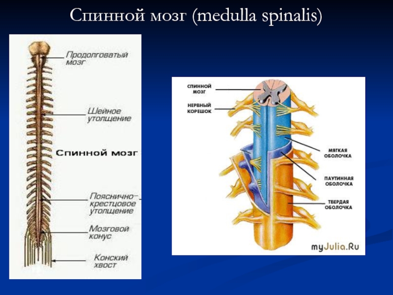 Спинной мозг картинка егэ