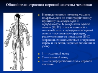 Спинной мозг человека