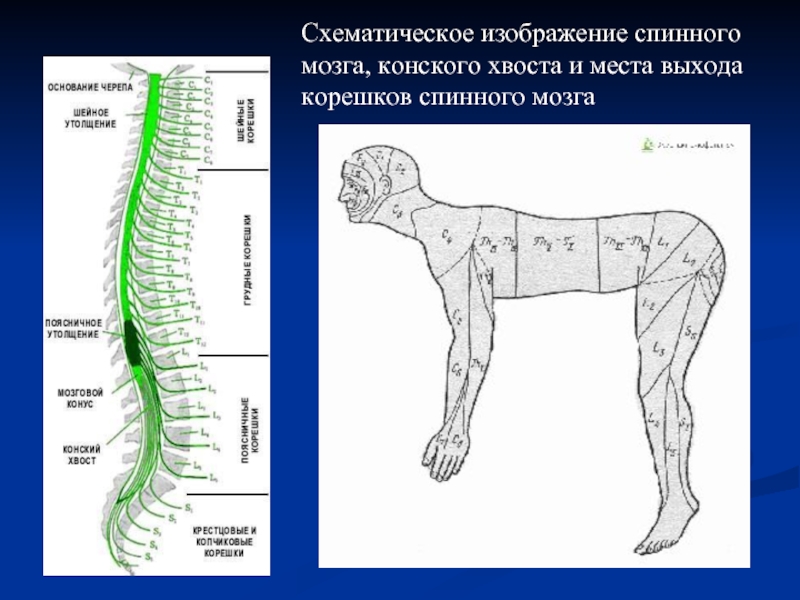 Где находится спинной мозг у человека фото признаки и лечение