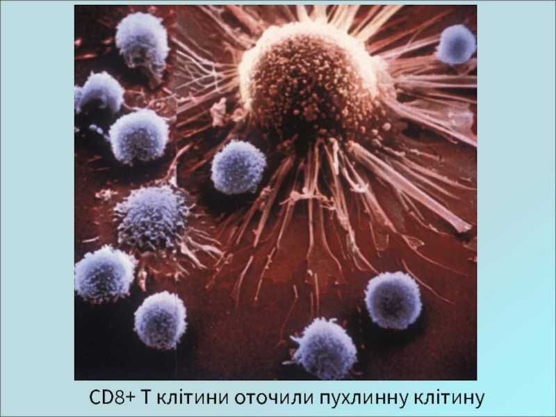CD8+ T клітини оточили пухлинну клітину