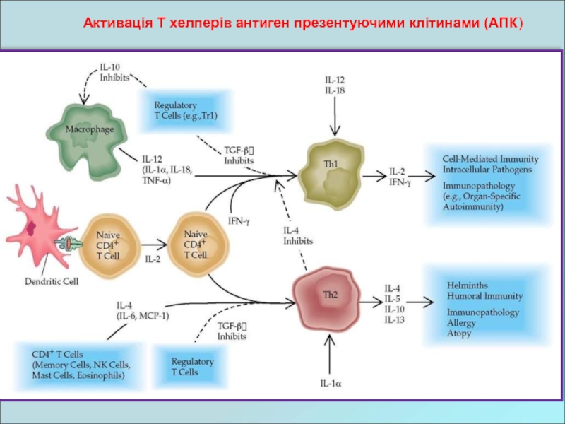 Активація Т хелперів антиген презентуючими клітинами (АПК)